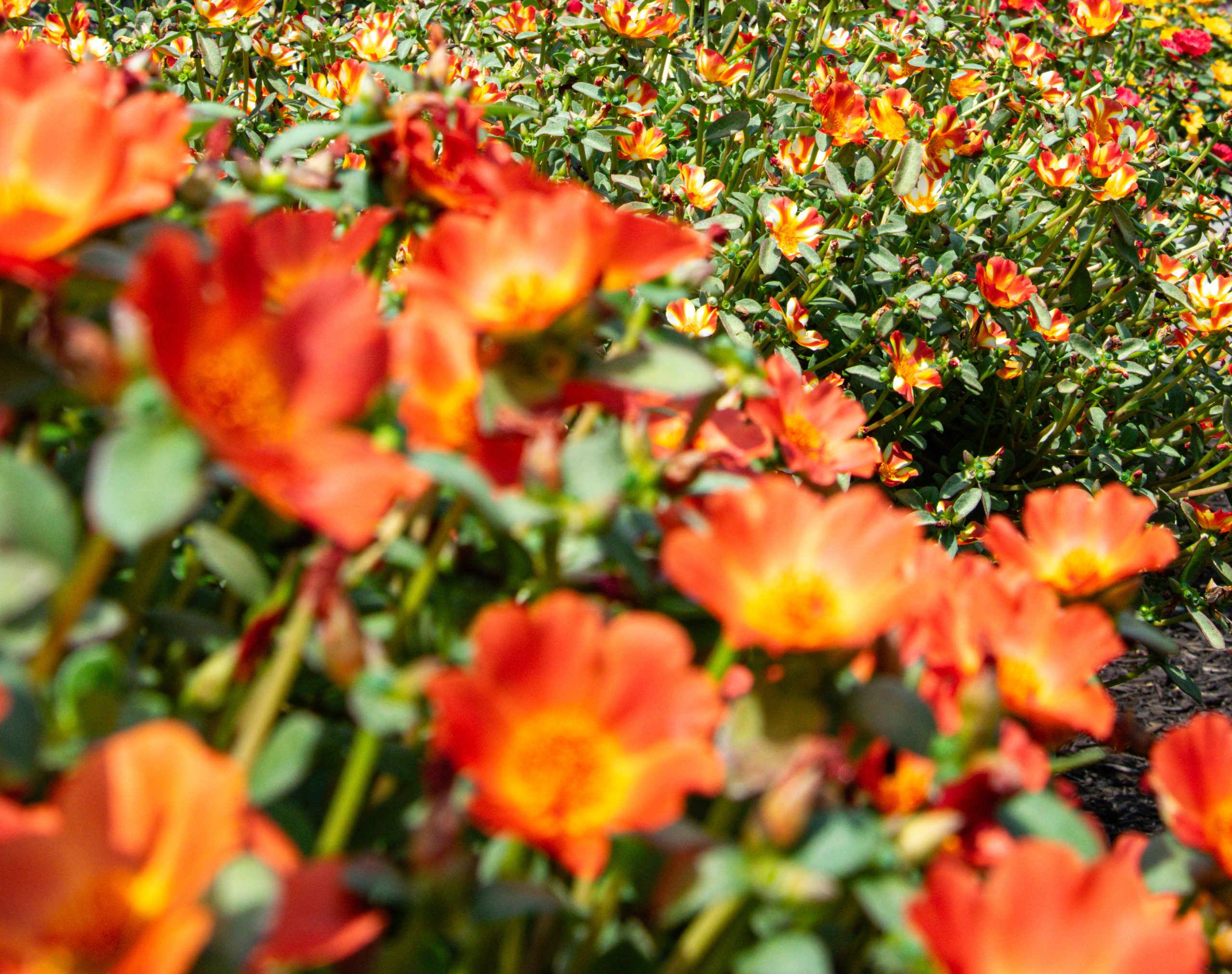 flowers in greenhouse