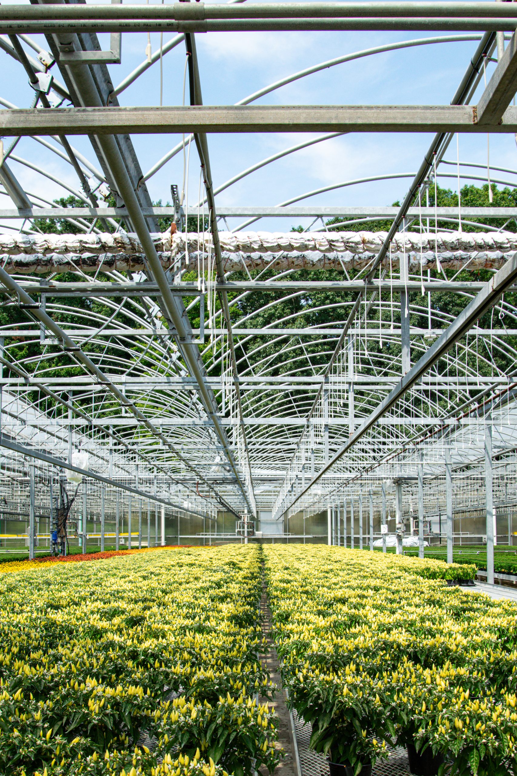 flowers in greenhouse