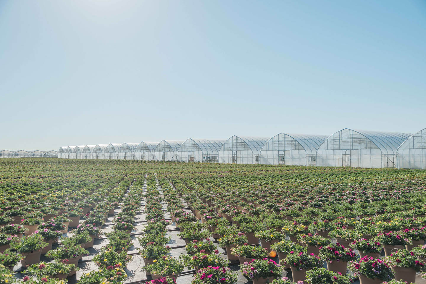 Rows of pots in front of greenhouse
