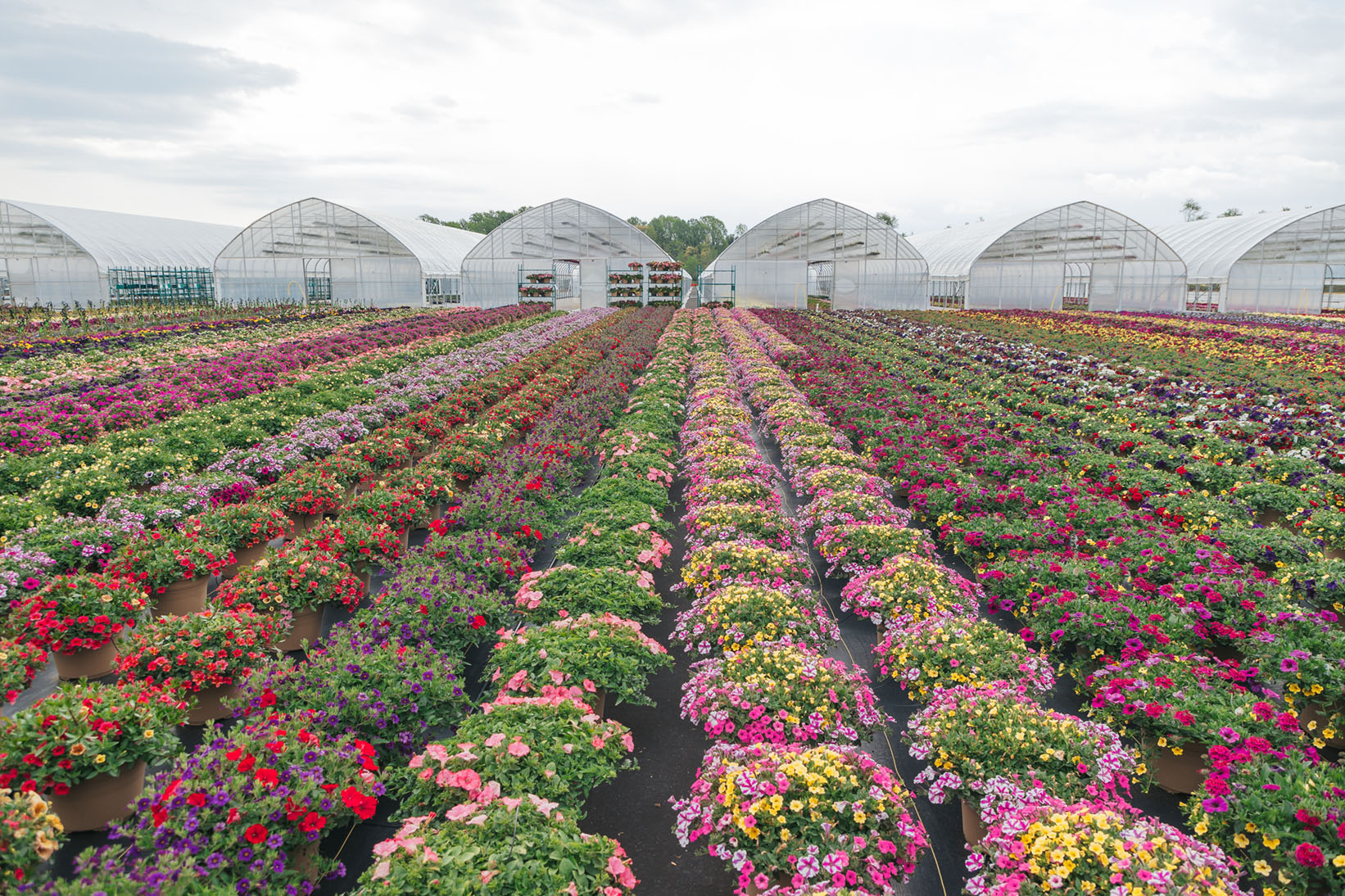 flowers in greenhouse