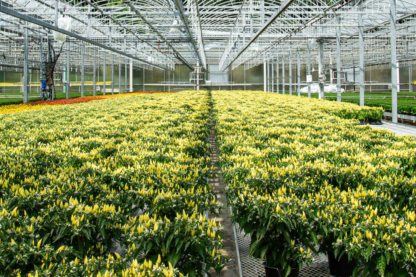 yellow flowers in greenhouse