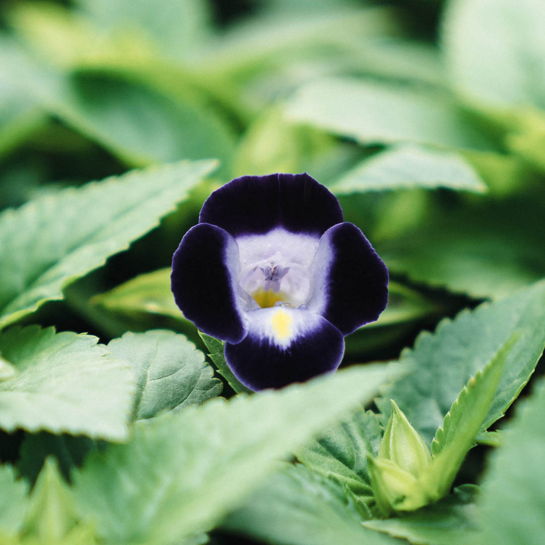 Close up photo of purple flower in greenhouse